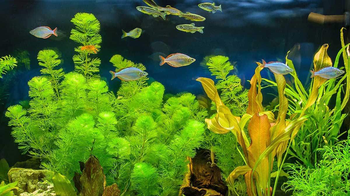 Softscape giúp hồ cá tràn đầy sức sống. Nguồn: gardeningknowhow