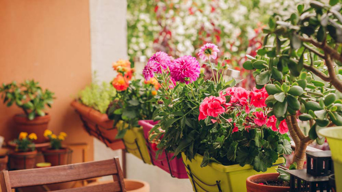 Những chậu hoa rực rỡ góc ban công.

Nguồn: batdongsan.com.vn