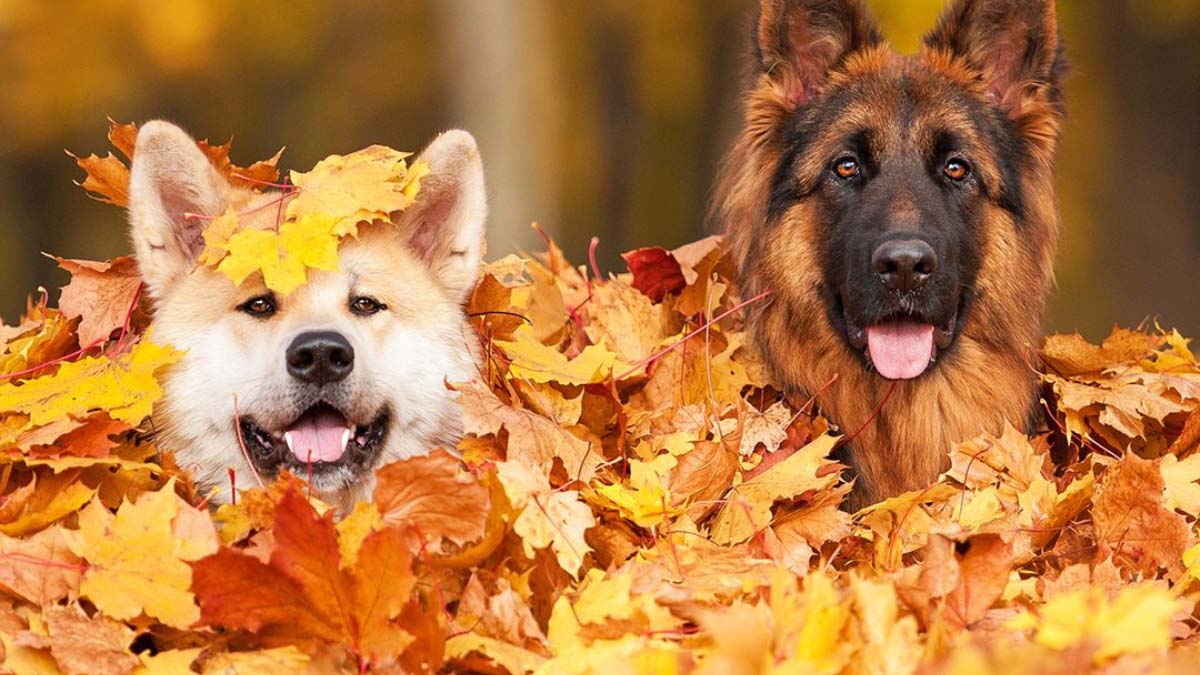 Khoảnh khắc mùa thu tuyệt vời của các chú chó. Nguồn: Goodhousekeeping