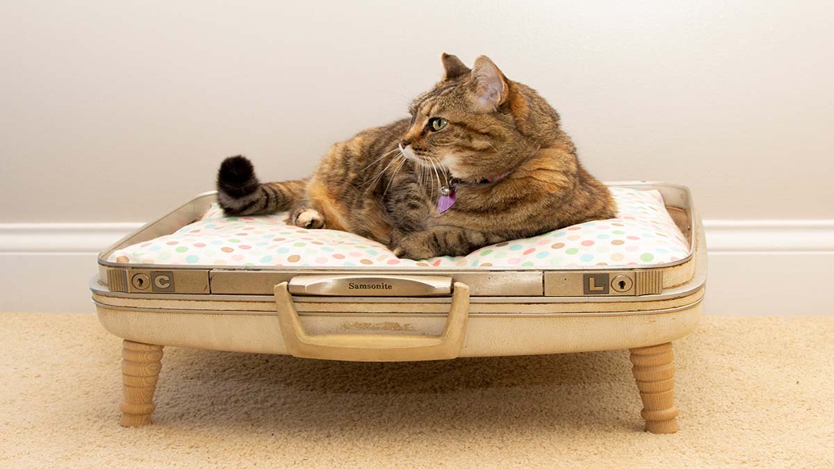 Một chiếc giường êm ái cho mèo nhà từ vali cũ.

Nguồn: Cut Out + Keep