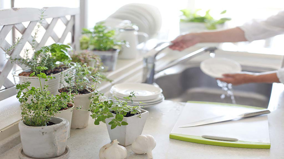 Cây xanh giúp thanh lọc mùi hiệu quả cho khu vực bếp.

Nguồn: Dân Việt